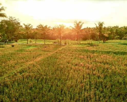 Rice Field View Afternoon